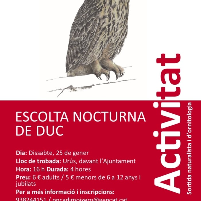 Escolta nocturna de duc (Bubo bubo)