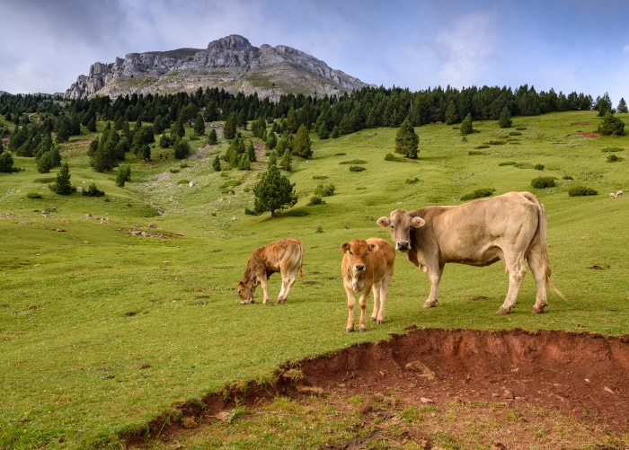 Exposició fotogràfica: La ramaderia al Parc Natural del Cadí - Moixeró