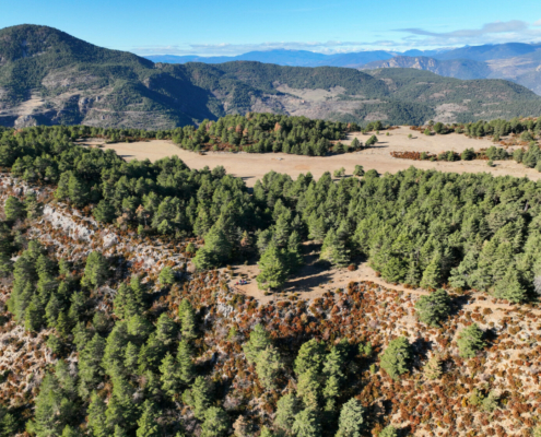 Pla de l'Àliga