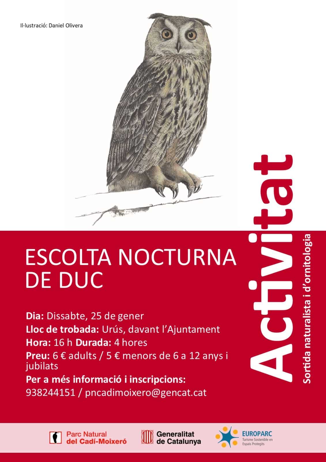 Escolta nocturna de duc (Bubo bubo)