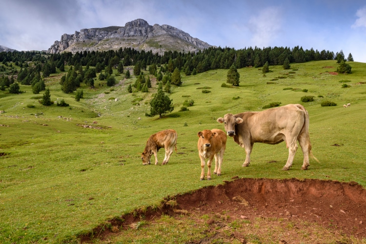 Exposició fotogràfica: La ramaderia al Parc Natural del Cadí - Moixeró