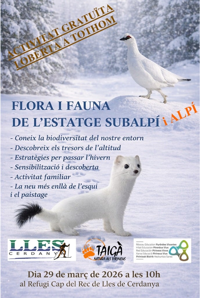 Coneix la flora i fauna de l'estatge subalpí i alpí